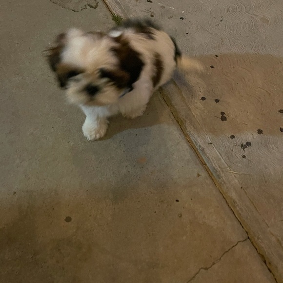 Meet your Posher, Rosa - Picture 1 of 1